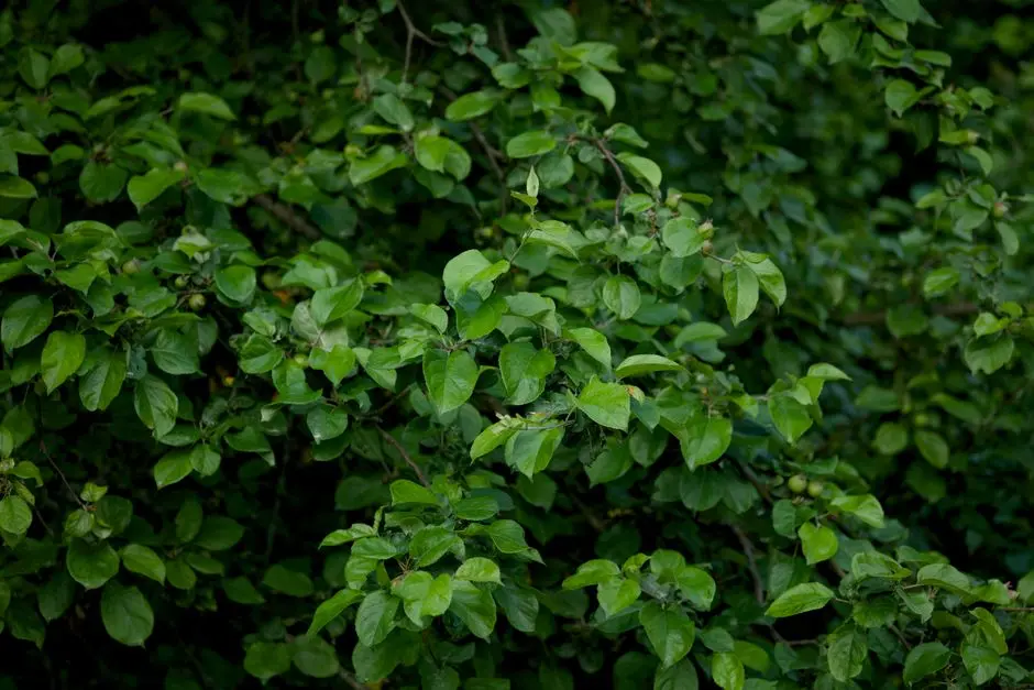Garden at GODREJ WOODSIDE ESTATE, Karjat-Khopoli, Navi Mumbai