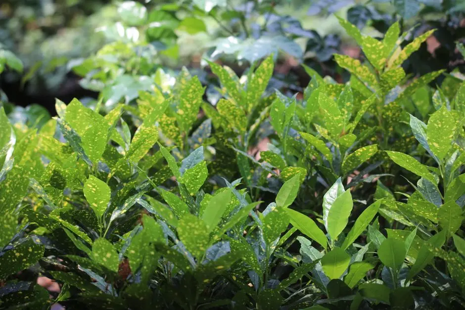 Garden at GODREJ SKYLINE, Koregaon Park, Pune