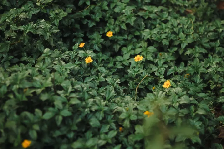 Garden at GODREJ HILLVIEW ESTATE, Khalapur, Navi Mumbai