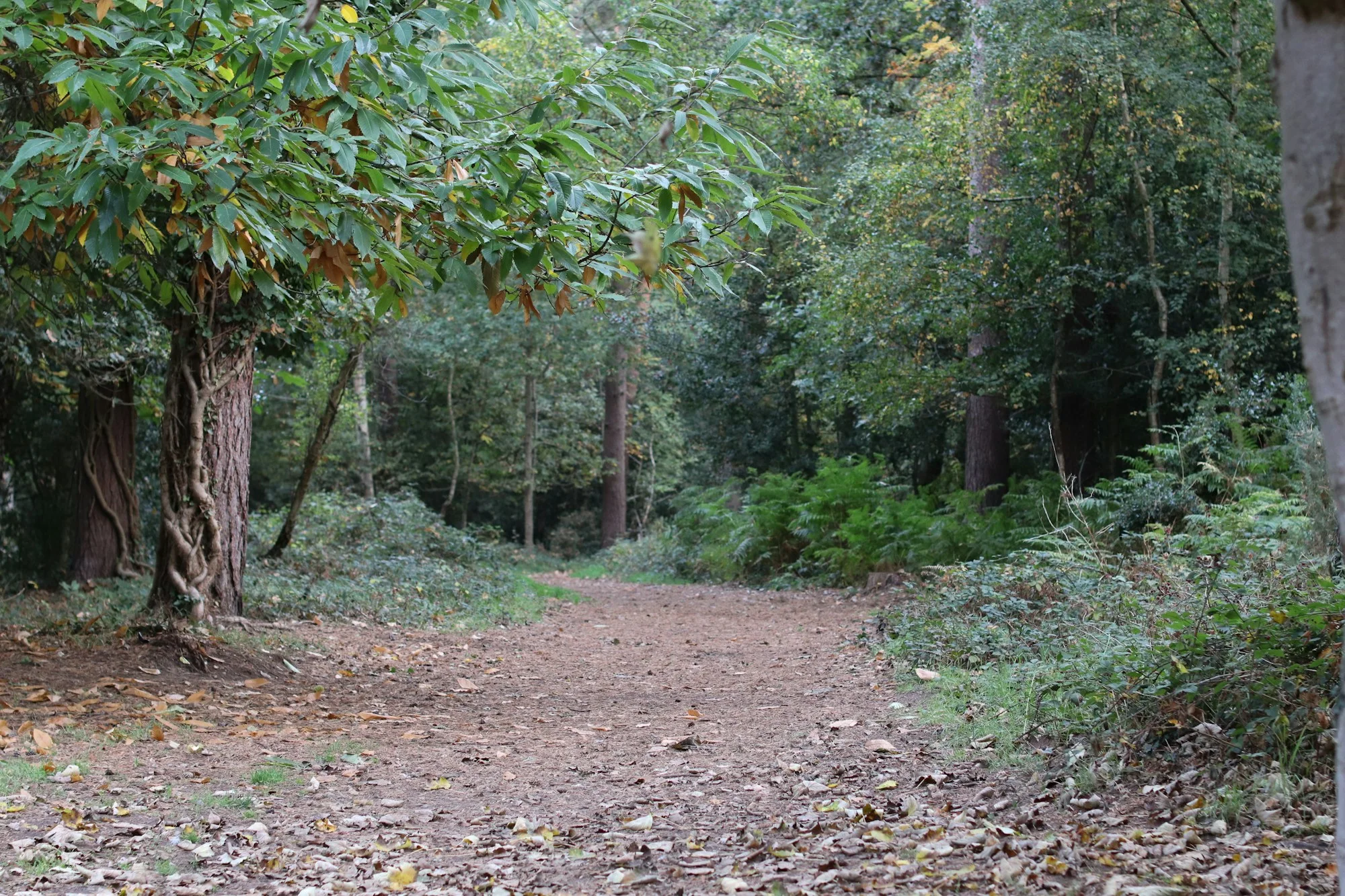 Garden at GODREJ TIARA, Yeshwanthpur, Bangalore